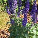 Salvia farinaceaFlower