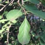 Ehretia amoena Leaf