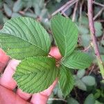 Rubus polyanthemus Lehti