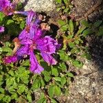 Penstemon cardwellii Flor