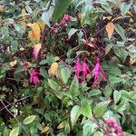 Fuchsia magellanica Celota