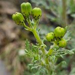 Senecio squalidus Fula