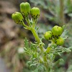 Senecio squalidus Blüte