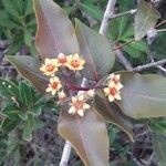 Cloezia floribunda Λουλούδι
