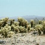 Cylindropuntia bigelovii Habit