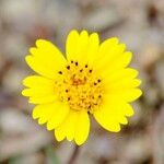 Madia gracilis Flor