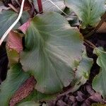 Bergenia crassifolia Folio