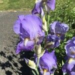 Iris pallida Цвят
