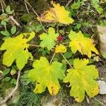 Oplopanax horridus Hoja