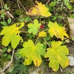 Oplopanax horridus Leaf