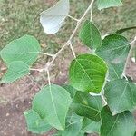 Populus × canescens Leaf