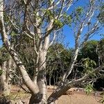 Adansonia gregorii Costuma