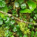 Coptis trifolia Hábito