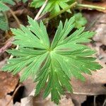 Trollius europaeusЛист