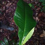 Guatteria guianensis Leaf