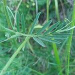 Vicia onobrychioides Листок