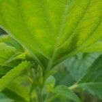 Salvia hispanica Leht