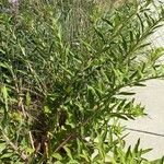Oenothera villosa Habit