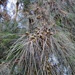 Pinus pinaster برگ