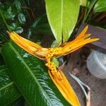 Heliconia latispathaFlower