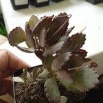 Kalanchoe pumila 葉