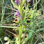 Ophrys tenthredinifera Хабит