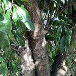 Photinia serratifolia Bark