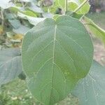 Solanum abutiloides Leaf