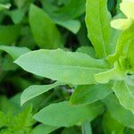 Oenothera laciniata Blatt