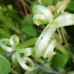 Asparagus asparagoides Blatt