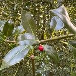 Ilex aquifoliumBlad