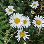 Leucanthemum ircutianum Квітка