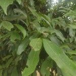 Nectandra megapotamica Leaf