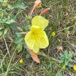 Oenothera glazioviana Blomma