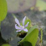 Heteranthera limosa Květ