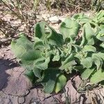 Mesembryanthemum crystallinum Feuille