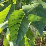 Alnus japonica পাতা