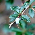 Berberis gagnepainii Blad