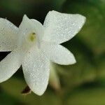 Angraecum distichum Blüte