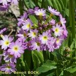 Primula auriculata Hábito