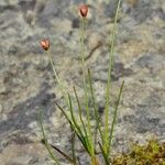 Juncus triglumis عادت داشتن