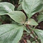 Plectranthus ecklonii Leaf