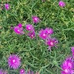 Delosperma cooperiBlomst