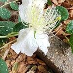 Capparis spinosa Blomma