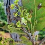 Curatella americana Flower