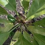 Anthurium cubense Leaf