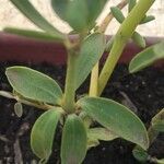 Peperomia inaequalifolia Leaf