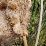 Typha domingensis Fruchs