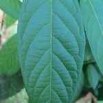 Combretum indicum Ліст