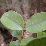 Syzygium pancheri Leaf